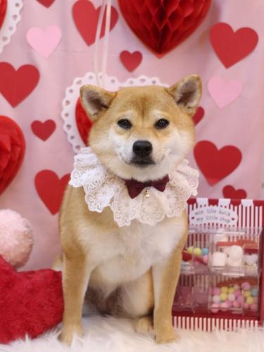 20240215はなちゃん